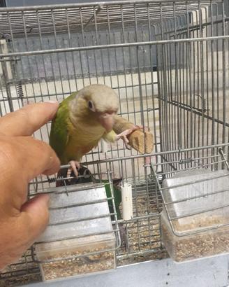 Pappagallo Pyrrura Molinae