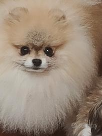 Disponibili cuccioli di Pomerania