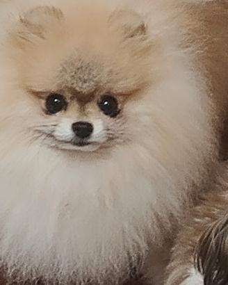 Disponibili cuccioli di Pomerania