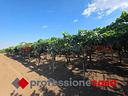 terreno-di-6000-mq-circa