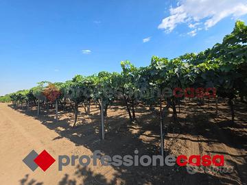 Terreno di 6000 mq circa