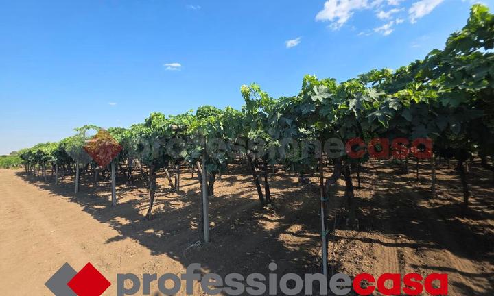 Terreno di 6000 mq circa