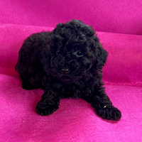 Cuccioli di barboncino nano