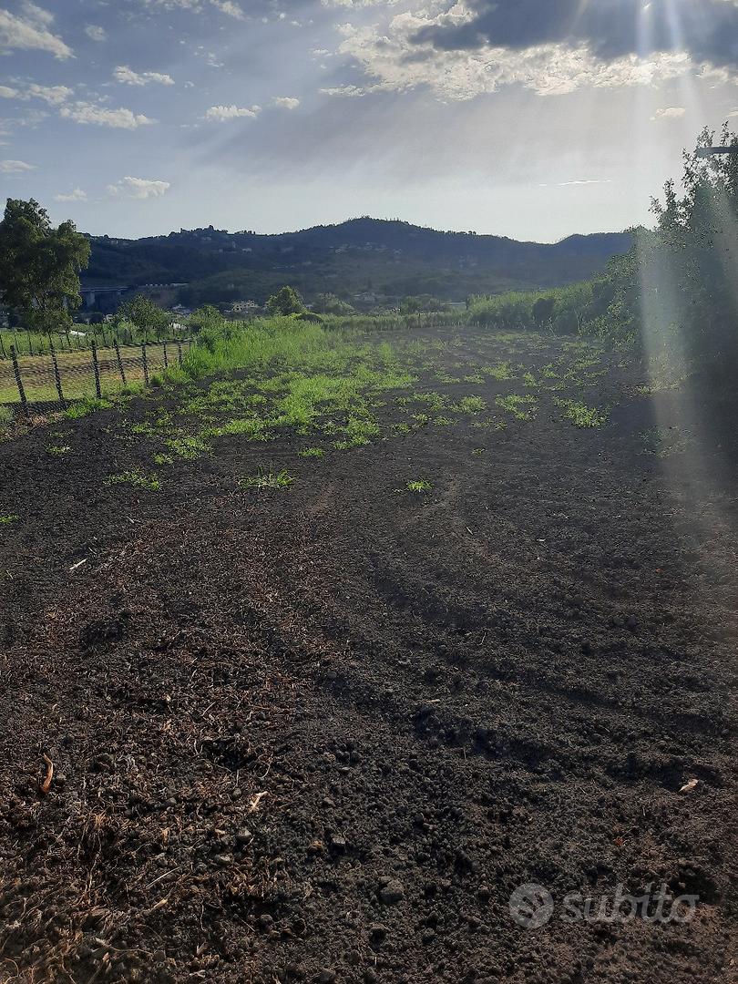 Terreno Agricolo Massarosa - Vista 4