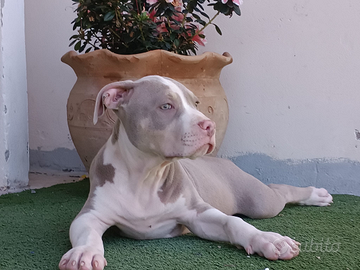 Pitbull