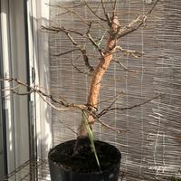 Prebonsai Liquidambar