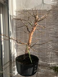 Prebonsai Liquidambar