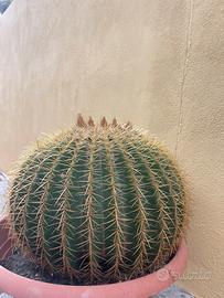 Cuscino di suocera gigante - Echinocactus Grusoni