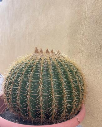 Cuscino di suocera gigante - Echinocactus Grusoni