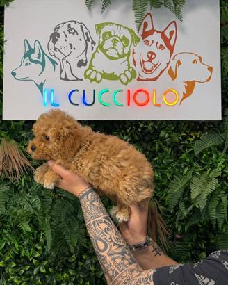 Cuccioli barboncini toy