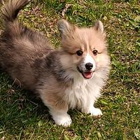 Welsh corgi pembroke