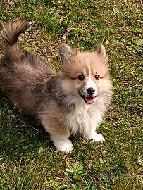 Welsh corgi pembroke