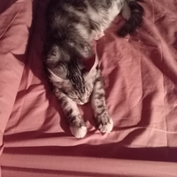 Stallone monta Maine coon