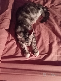 Stallone monta Maine coon