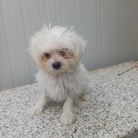 Maltipoo