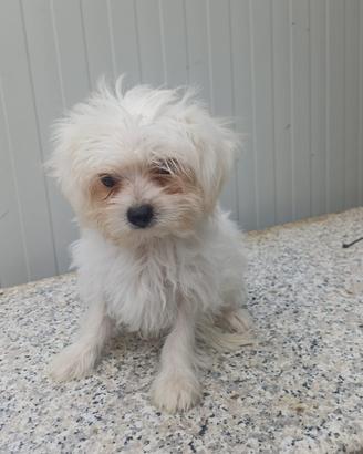 Maltipoo