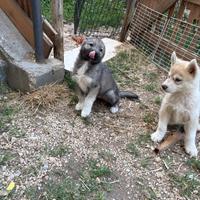 Cuccioli Siberian Husky