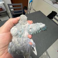 Pappagalli inseparabili allevati a mano