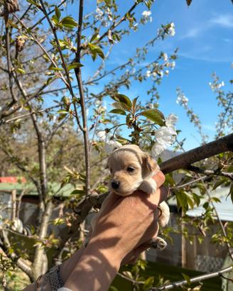 Cucciolo maltipoo maschio