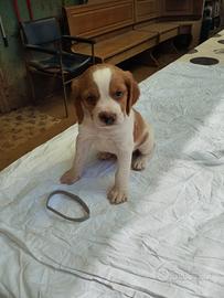 Cuccioli Epagneul Breton con pedigree