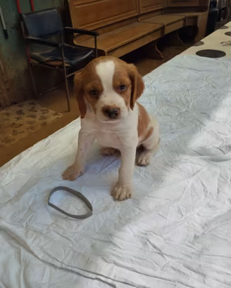 Cuccioli Epagneul Breton con pedigree