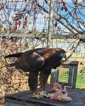 Disponibile coppia di aquile reali maschio e femmi