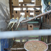 Calopsite riproduttivi