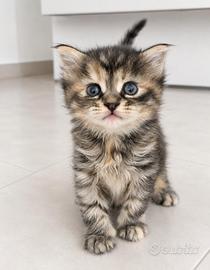Maine coon British