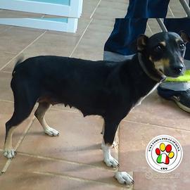 SAMIRA dolce cagnolina