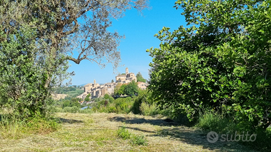 Terreno panoramico edificabile con annesso oliveto