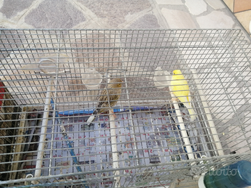 1 coppia di canarini 2024