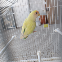 Inseparabile femmina + gabbia