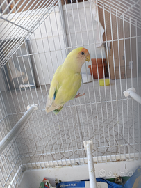 Inseparabile femmina + gabbia