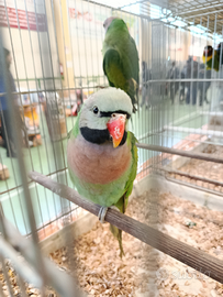 Coppia parrocchetti dai Mustacchi