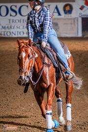 Cavallo monta wester