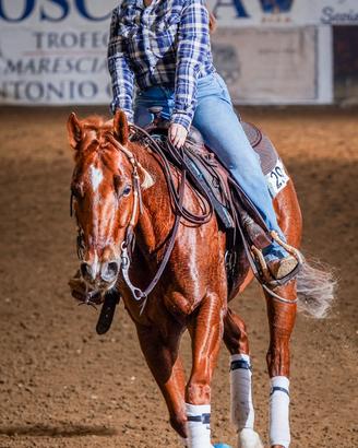 Cavallo monta wester
