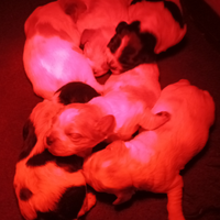 Breton cuccioli con pedigree