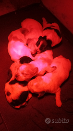 Breton cuccioli con pedigree