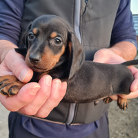 Cuccioli di bassotto nano