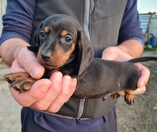 Cuccioli di bassotto nano