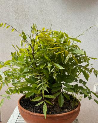 Glicine pre bonsai