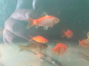 Pesci rossi
