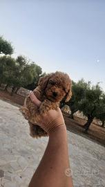 Barboncino mini Toy