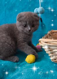 Gattina scottish fold