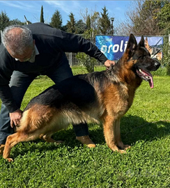 Pastore Tedesco disponibile per monte