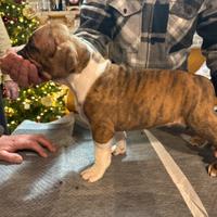 Cuccioli di American Steffordshire Terrier