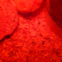 Pulcini di quaglia cinese