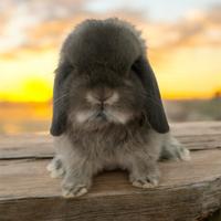 Coniglio Minilop Ariete