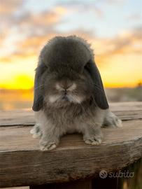 Coniglio Minilop Ariete