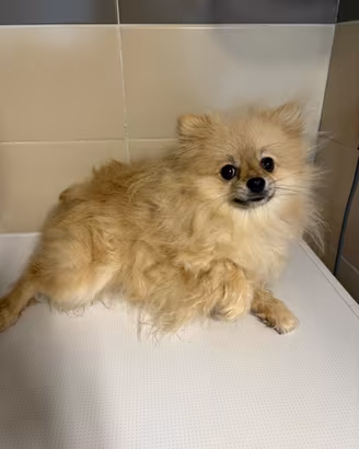 Volpino Pomerania TOY crema femmina compagnia